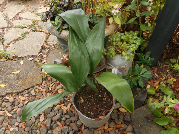 Aspidistra elatior - Cast Iron Plant