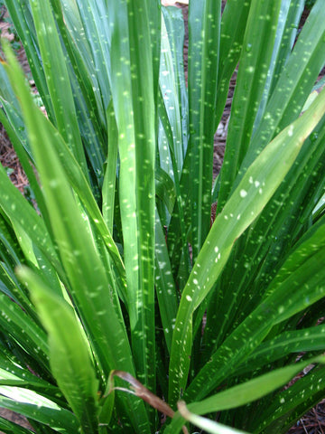 Aspidistra minutiflora (aka Cast Iron Plant)