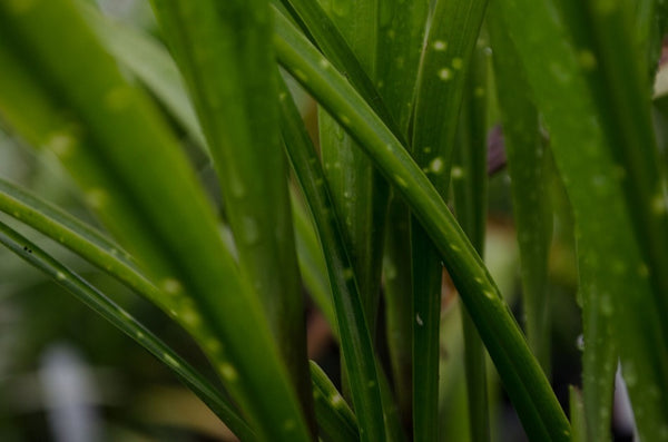 Aspidistra minutiflora 'Spangled Ribbons' (aka Cast Iron Plant)