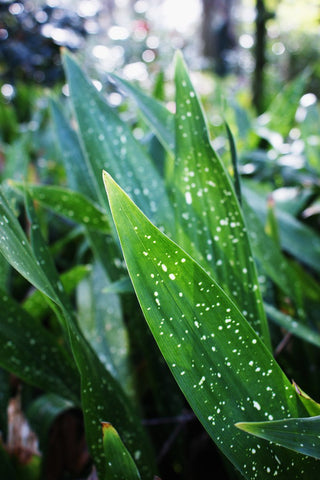 Aspidistra lurida 'Ginga'