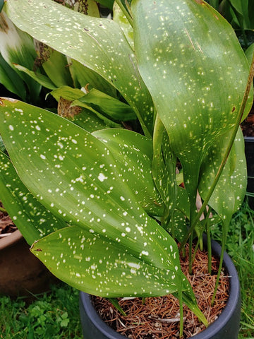 Aspidistra 'Dr. Yakoi's Stars' (aka Rawhide)
