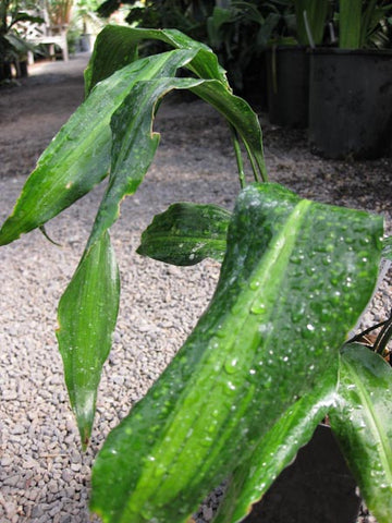 Aspidistra typica 'Old Glory'