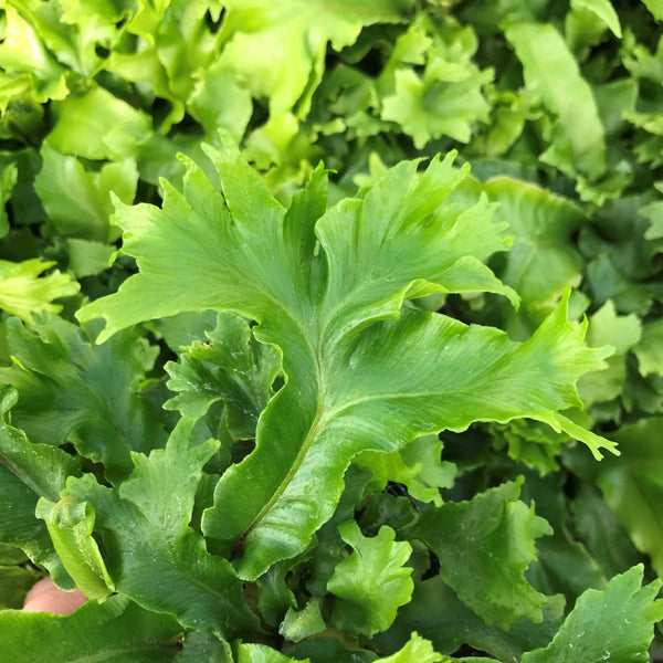 Asplenium scolopendrium 'Cristatum' (aka Phyllitis, Hart's Tongue Fern)