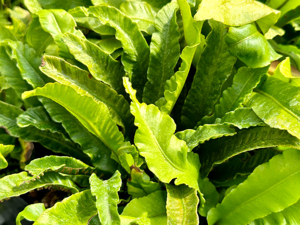 Asplenium scolopendrium (aka Phyllitis scolopendrium, Hart's Tongue Fern)