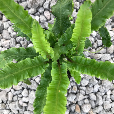 Asplenium scolopendrium 'Angustatum' (aka Hart's Tongue Fern)