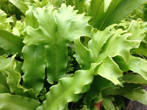 Asplenium scolopendrium 'Furcatum' (aka Hart's Tongue Fern)