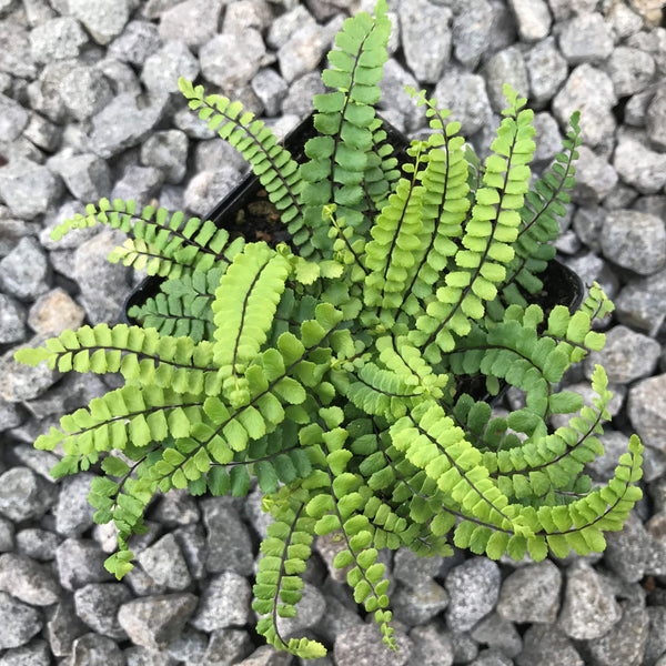 Asplenium trichomanes (aka Maidenhair Spleenwort)