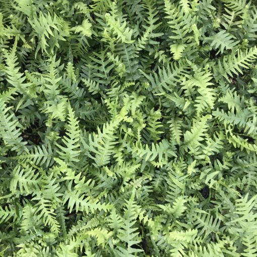 Asplenium x ebenoides (aka Hart's Tongue Fern)