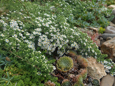 Symphyotrichum ericoides 'Snow Flurry' (aka Aster ericoides 'Snow Flurry')