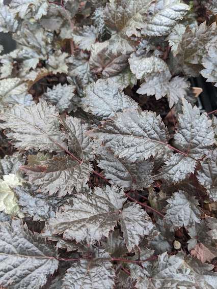 Astilbe 'Chocolate Shogun' (Astilbe x arendsii 'Chocolate Shogun')