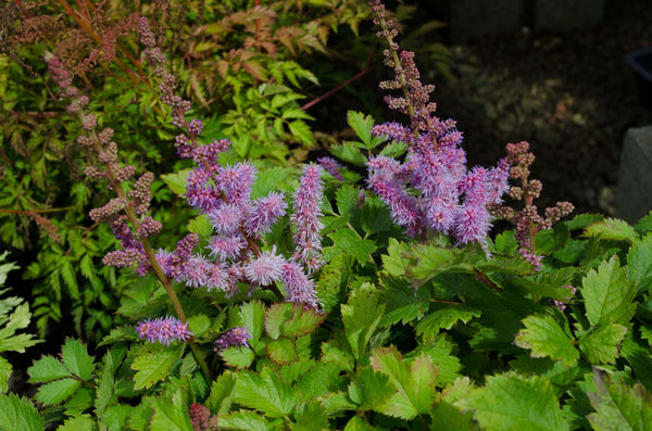 Astilbe chinensis 'Pumila'