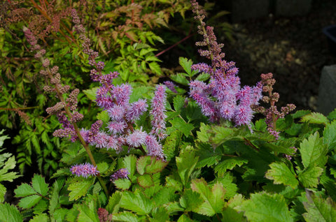 Astilbe chinensis 'Pumila'