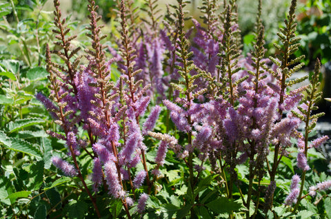 Astilbe x crispa