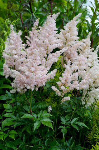 Astilbe x rosea 'Peach Blossom'