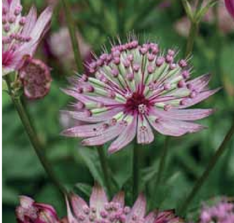 Astrantia major 'Sparkling Stars Pink'