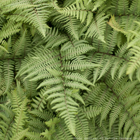 Athyrium 'Ghost' (aka Ghost Fern)