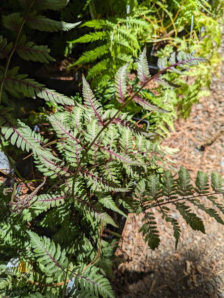Anisocampium niponicum var. pictum 'Ursula's Red' (aka Athyrium niponicum var. pictum 'Ursula's Red,' Japanese Painted Fern)
