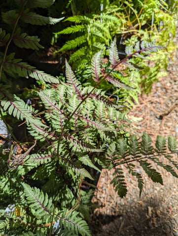 Anisocampium niponicum var. pictum 'Ursula's Red' (aka Athyrium niponicum var. pictum 'Ursula's Red,' Japanese Painted Fern)