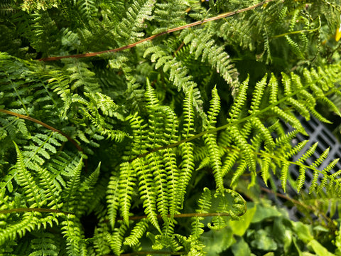 Athyrium filix-femina 'Rotstiel Grandiceps' aka Roststiel Grand Crested Lady Fern