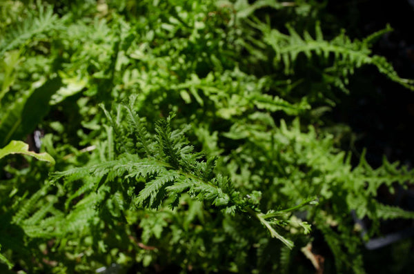 Athyrium filix-femina 'Victoriae' (aka Victorian Lady Fern)