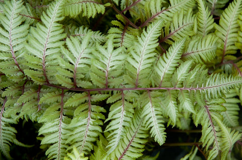 Anisocampium niponicum var. pictum 'Applecourt' (aka Athyrium niponicum 'Apple Court,' Crested Japanese Painted Fern)