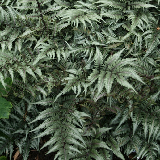 Anisocampium niponicum 'Godzilla' (aka Athyrium niponicum 'Godzilla,' Japanese Painted Fern)