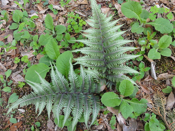 Anisocampium niponicum Pictum Group 'Metallicum' (aka Athyrium niponicum 'Metallicum)