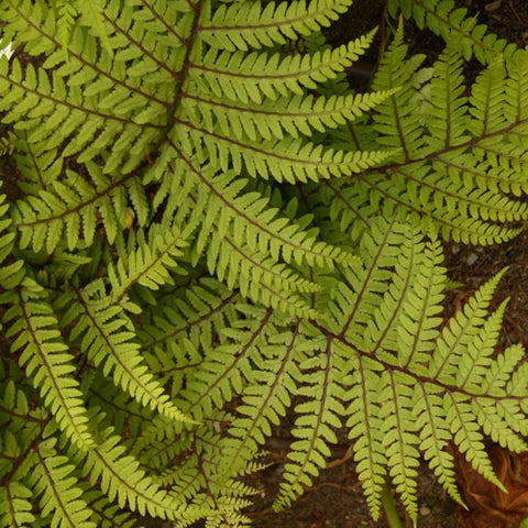 Athyrium otophorum aka Eared Lady Fern