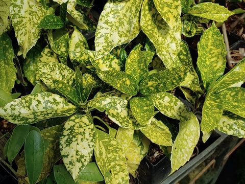 Aucuba japonica 'Alabai'