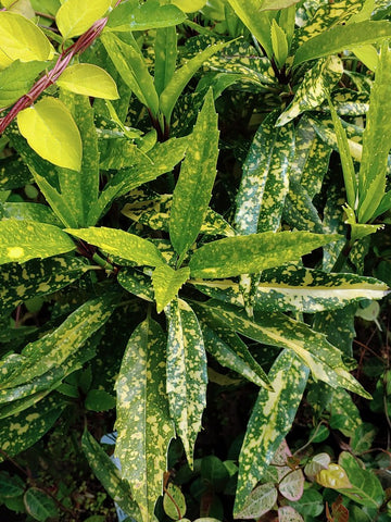 Aucuba japonica 'Dark Moon'