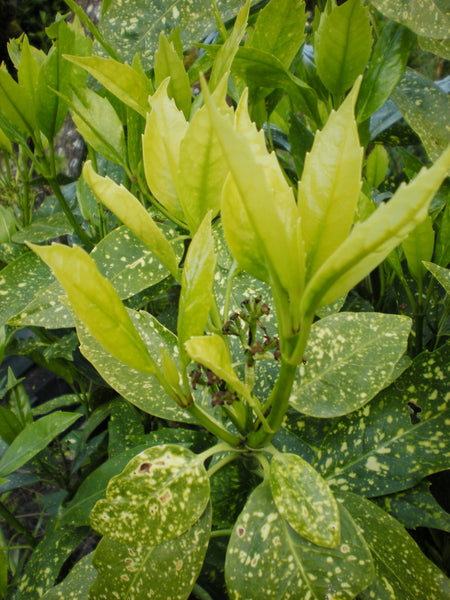 Aucuba japonica 'Variegata' (aka  Gold Dust Plant)