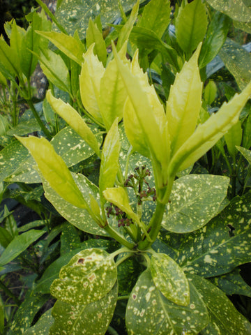 Aucuba japonica 'Variegata' (aka  Gold Dust Plant)