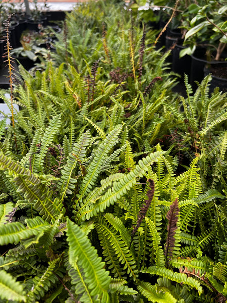 Blechnum penna-marina (aka Alpine Water Fern)