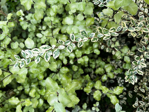 Azara microphylla 'Variegata' (aka  Variegated Boxleaf Azara)