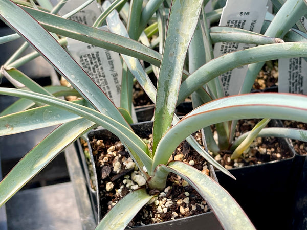 Yucca torreyi [Black Gap]