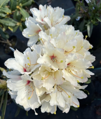 Rhododendron 'Sparkling Stars'