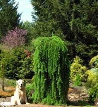 Larix kaempferi 'Pendula'