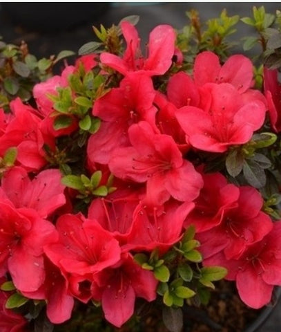 Azalea 'Cherry Drops Sport'