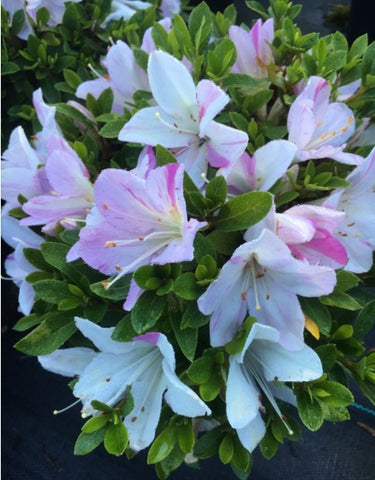 Azalea 'Fuji zakura'