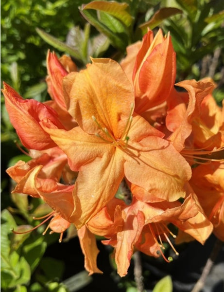 Azalea 'Tangelo's Sister'