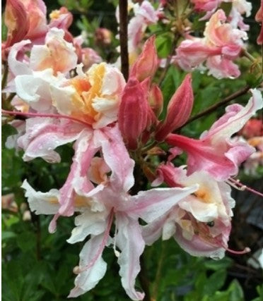 Rhododendron occidentale 'Select'