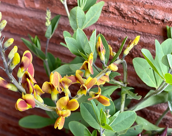 Baptisia 'Cherries Jubilee' (Baptisia 'Cherries Jubilee' PP23907)