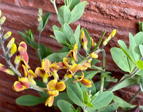 Baptisia 'Cherries Jubilee' (Baptisia 'Cherries Jubilee' PP23907)