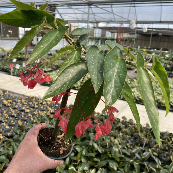 Begonia Tamaya Pink Pergola
