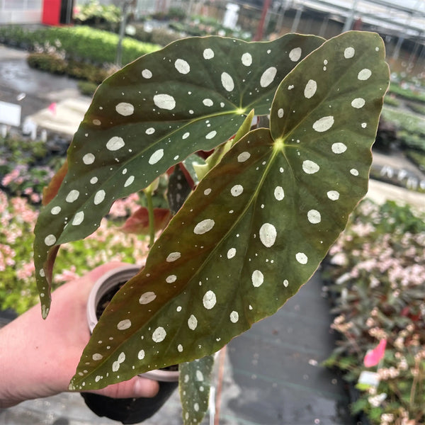 Begonia maculata (Polka Dot Cane Begonia)