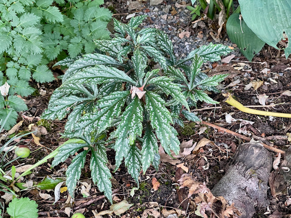 Begonia 'Chandler's Hardy'