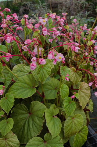 Begonia grandis