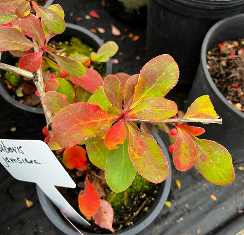 Berberis jamesiana