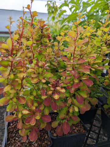 Berberis thunbergii ‘Orange Torch’