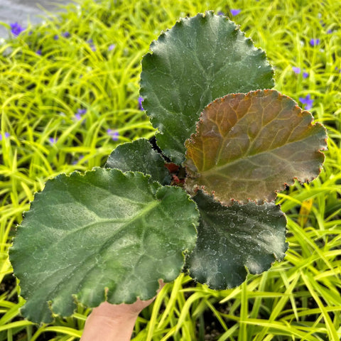 Bergenia 'Ripple Effect'